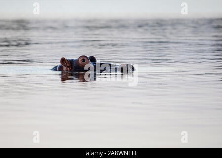 Gemeinsame Flusspferd Hippopotamus amphibius mit seinem Kopf, die Oberfläche des Sees, wie er in der Zimanga Private Game Reserve in Südafrika hervor. Stockfoto