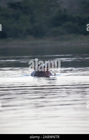 Gemeinsame Flusspferd Hippopotamus amphibius Gähnen, wie es entsteht aus einem großen Damm in der Zimanga Private Game Reserve in Südafrika Stockfoto