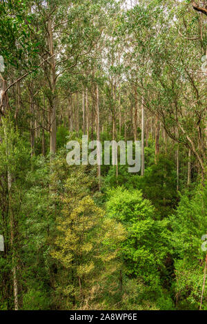 Riesige Eucalyptus regnans Bäumen, wie Eberesche bekannt, Sumpf Gummi, oder strähnig Gummi, ist eine Pflanzenart aus der Gattung Eukalyptus bei Great Otway National Park gefunden. Stockfoto