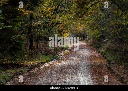 Familien Spaß auf der ehemaligen Bahnstrecke jetzt eine Familie Rad- und Wanderweg. Wald von Dean, cannop Teiche, Gloucestershire. Herbst Stockfoto