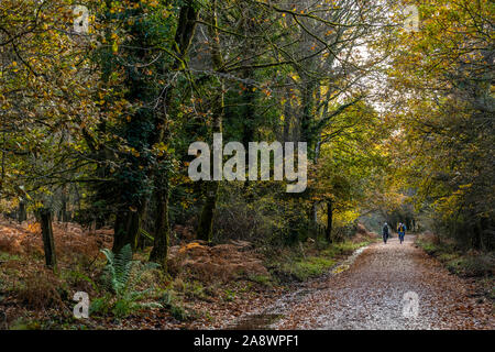 Familien Spaß auf der ehemaligen Bahnstrecke jetzt eine Familie Rad- und Wanderweg. Wald von Dean, cannop Teiche, Gloucestershire. Herbst Stockfoto