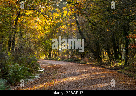 Ehemalige Bahnstrecke jetzt eine Familie Rad- und Wanderweg. Wald von Dean, cannop Teiche, Gloucestershire. Herbst Stockfoto