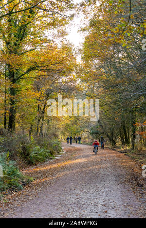 Familien Spaß auf der ehemaligen Bahnstrecke jetzt eine Familie Rad- und Wanderweg. Wald von Dean, cannop Teiche, Gloucestershire. Herbst Stockfoto