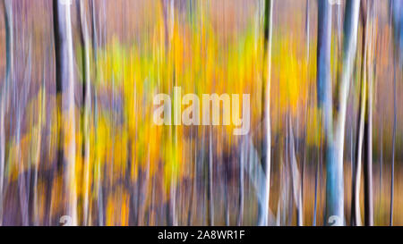 Birken im Herbst Wald. Natur abstrakt über bewusste Bewegung der Kamera Technik erstellt. Bewegungsunschärfe. Fine Art ICM Bild perfekt für Drucken. Stockfoto