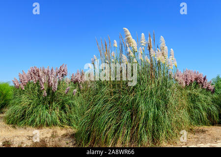 Große Büschel und Büschel von Pampagras, Cortaderia selloana. Naturpark Ria formosa am Strand Santa Luzia Barril Algarve Portugal.