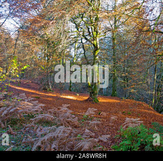 Rob Roy in Aberfeldy, Perth und Kinross, Schottland. Stockfoto