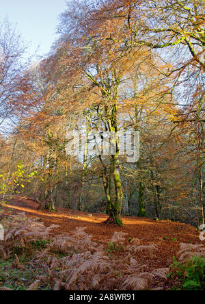 Rob Roy in Aberfeldy, Perth und Kinross, Schottland. Stockfoto