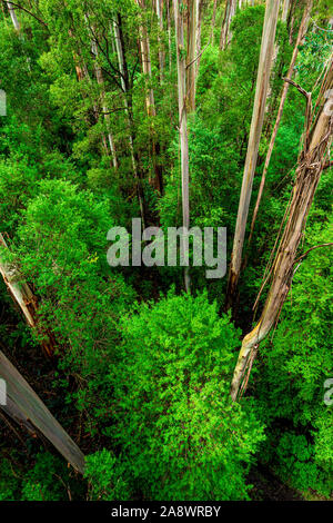 Riesige Eucalyptus regnans Bäumen, wie Eberesche bekannt, Sumpf Gummi, oder strähnig Gummi, ist eine Pflanzenart aus der Gattung Eukalyptus bei Great Otway National Park gefunden. Stockfoto