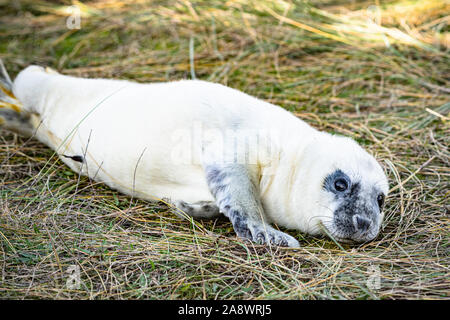 Junge Kegelrobbe Pup am Strand niedliche Stockfoto
