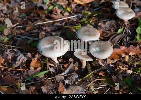 Pilze wachsen im Wald im Süden Londons im Herbst Stockfoto