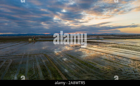 Luftaufnahme von Reisfeldern, Scharen von Vögeln und landwirtschaftlichen Maschinen bei Sonnenuntergang auf See Albufera. Comunidad Valenciana. Stockfoto