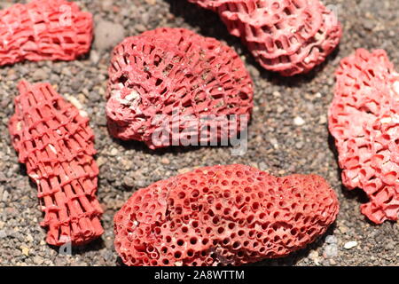 Gruppe von roten Korallen am Strand mit dunklem Sand vulkanischen Ursprungs. Poröse Oberfläche mit vielen Löchern. Seltene Korallen behalten die rote Farbe. Stockfoto