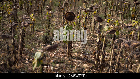 Close-up Detail ausgetrocknet und Sterben ländliche Sonnenblumenfeld Stockfoto