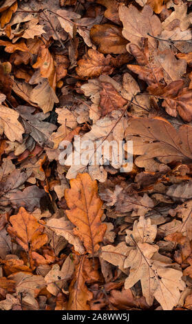 Auf pulsierende Trockene Blätter im Herbst Hintergrund Stockfoto