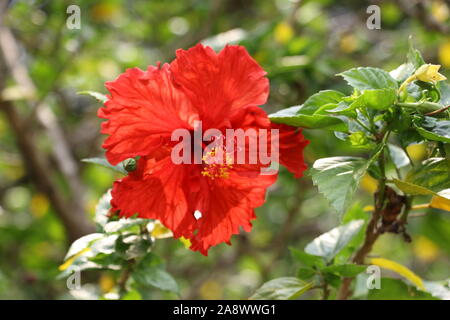 Ein roter Hibiskus Blume in voller Blüte