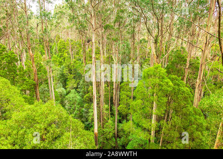 Riesige Eucalyptus regnans Bäumen, wie Eberesche bekannt, Sumpf Gummi, oder strähnig Gummi, ist eine Pflanzenart aus der Gattung Eukalyptus bei Great Otway National Park gefunden. Stockfoto