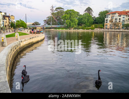 Drei schwarze Schwäne in Claisebrook Cove und Trafalgar Fußgängerbrücke im Hintergrund, East Perth, Western Australia. Stockfoto