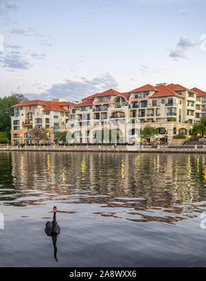 Black Swan in Claisebrook Cove und Mehrparteienhaus im Hintergrund, East Perth, Western Australia. Stockfoto