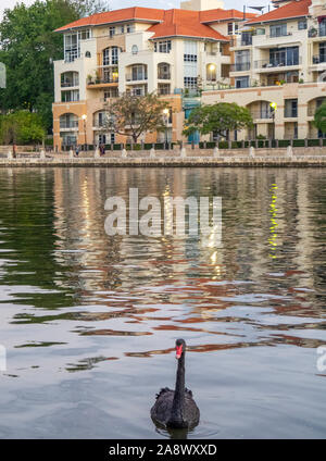 Black Swan in Claisebrook Cove und Mehrparteienhaus im Hintergrund, East Perth, Western Australia. Stockfoto