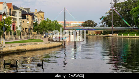 Drei schwarze Schwäne in Claisebrook Cove und Trafalgar Fußgängerbrücke im Hintergrund, East Perth, Western Australia. Stockfoto