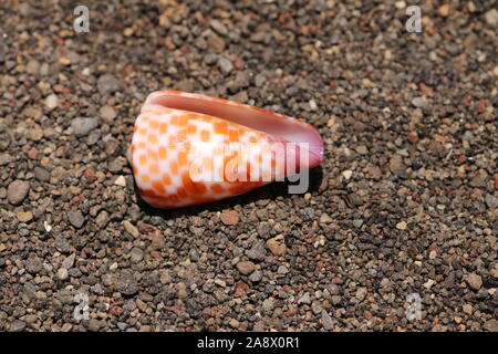 Muschel von räuberischen Seeschnecke. Conus Tessulatus Familie MEERESSCHNECKEN. Kegel mit orange Flecken auf steinigem Sand Fundament. Stockfoto