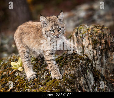 Bobcat Kätzchen im Herbst Farben Stockfoto