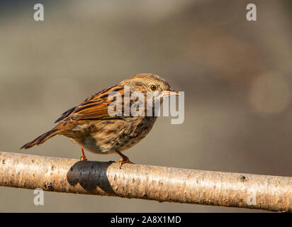 Europäische Robin, thront auf einem Zweig in einem Englischen Garten, Herbst 2019 Stockfoto