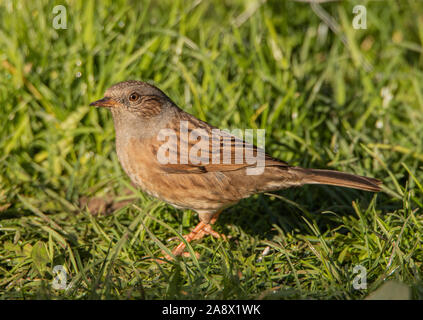 Dunnock, Phasianus colchicus, Fütterung auf dem Rasen in einem britischen Garten Stockfoto