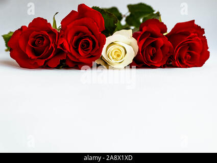 Rote und weiße Rosen in den Farben der Lettischen Flagge in einer Linie auf weißem Hintergrund angeordnet. Stockfoto