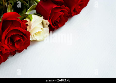 Rote und weiße Rosen in den Farben der Lettischen Flagge auf weißem Hintergrund. Stockfoto