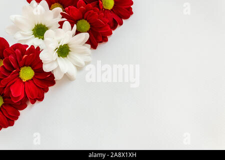 Rote und Weiße Chrysantheme Blumen in den Farben der Lettischen Flagge auf weißem Hintergrund. Stockfoto