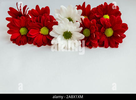 Rote und Weiße Chrysantheme Blumen in den Farben der Lettischen Flagge auf weißem Hintergrund. Stockfoto