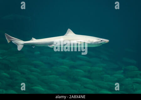 Hundshai, Hunds-Hai, Hai, Haie, Haifisch, Galeorhinus galeus, Hundshai, tope Hai, Hai, Snapper soupfin houndshark Hai, Hai, Haie, Le re Stockfoto