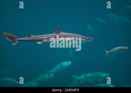 , Gemeiner Dornhai Dornhai Dornhai, Gefleckter, Dorn-Hai, Hai, Haie, Haifisch, Squalus acanthias, Acanthias vulgaris, gemeinsame Dornhai, stacheligen dogfi Stockfoto