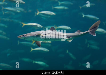 , Gemeiner Dornhai Dornhai Dornhai, Gefleckter, Dorn-Hai, Hai, Haie, Haifisch, Squalus acanthias, Acanthias vulgaris, gemeinsame Dornhai, stacheligen dogfi Stockfoto