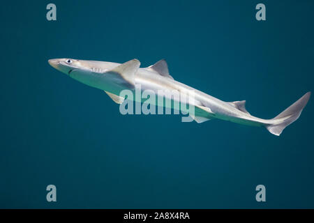 , Gemeiner Dornhai Dornhai Dornhai, Gefleckter, Dorn-Hai, Hai, Haie, Haifisch, Squalus acanthias, Acanthias vulgaris, gemeinsame Dornhai, stacheligen dogfi Stockfoto