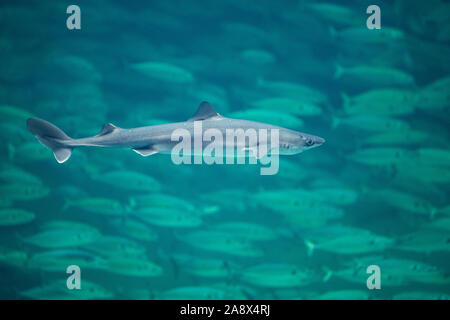 , Gemeiner Dornhai Dornhai Dornhai, Gefleckter, Dorn-Hai, Hai, Haie, Haifisch, Squalus acanthias, Acanthias vulgaris, gemeinsame Dornhai, stacheligen dogfi Stockfoto