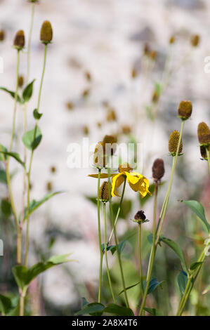 Rudbekia Maxima Stockfoto
