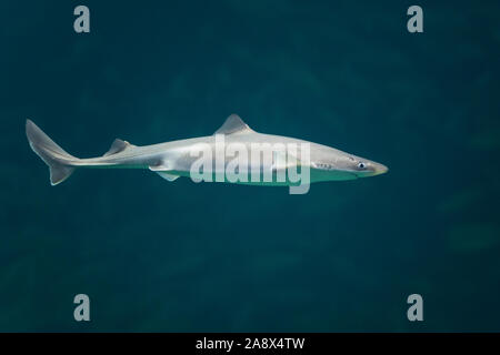 , Gemeiner Dornhai Dornhai Dornhai, Gefleckter, Dorn-Hai, Hai, Haie, Haifisch, Squalus acanthias, Acanthias vulgaris, gemeinsame Dornhai, stacheligen dogfi Stockfoto