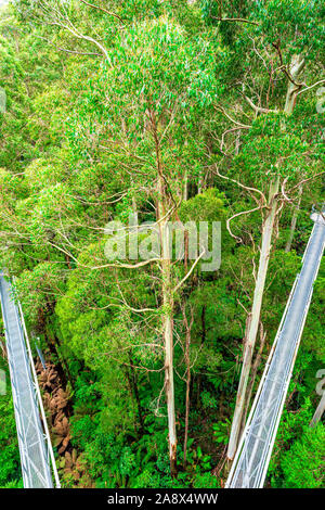 Das Metall treetop Gehweg, der Giant Mountain Ash Gum Trees seziert im Otway in Victoria, Australien Fliegen Stockfoto