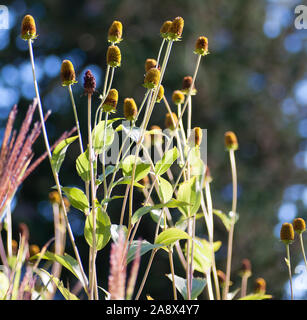 Rudbekia Maxima Stockfoto
