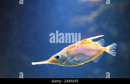 Ein Unterwasser Foto einer Trompete Fisch Stockfoto