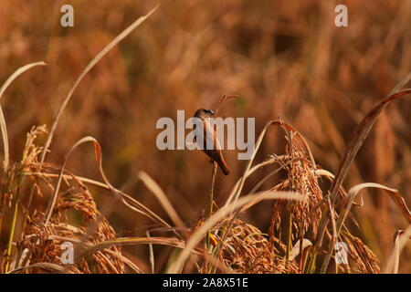 Ein jugendlicher Schuppige-breasted munia oder Gefleckt munia (Lonchura punctulata) sitzt auf garbe von Paddy, Coutryside von Westbengalen in Indien Stockfoto