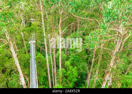 Das Metall treetop Gehweg, der Giant Mountain Ash Gum Trees seziert im Otway in Victoria, Australien Fliegen Stockfoto