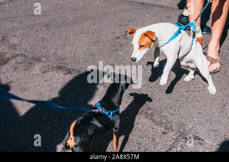 Das Halsband und Leine am Hund auf den zweiten Hund stürzen Stockfoto