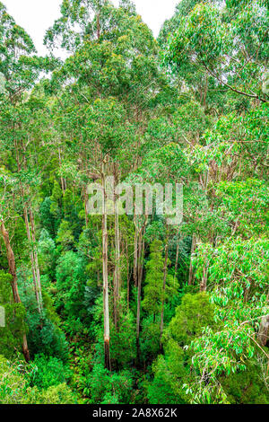 Riesige Eucalyptus regnans Bäumen, wie Eberesche bekannt, Sumpf Gummi, oder strähnig Gummi, ist eine Pflanzenart aus der Gattung Eukalyptus bei Great Otway National Park gefunden. Stockfoto