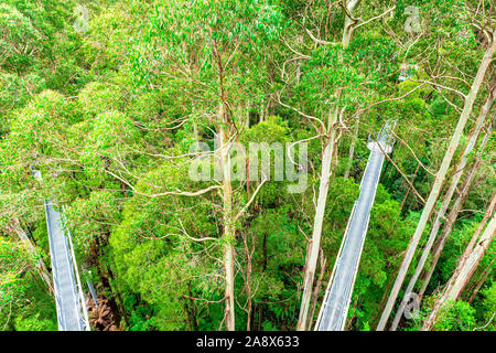 Das Metall treetop Gehweg, der Giant Mountain Ash Gum Trees seziert im Otway in Victoria, Australien Fliegen Stockfoto