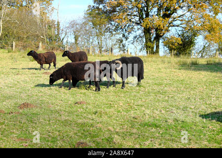 Schwarze Schafe mit Ram Beweidung in einem Herbst Feld im November tupping Jahreszeit auf einem Bauernhof in Wales Carmarthenshire Wales UK KATHY DEWITT Stockfoto