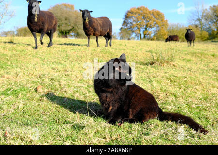 Schwarz Norwegische Waldkatze sitzen an einem sonnigen Feld mit neugierigen schwarzen Schafe kommen in ländlichen Carmarthenshire Wales UK KATHY DEWITT zu untersuchen Stockfoto