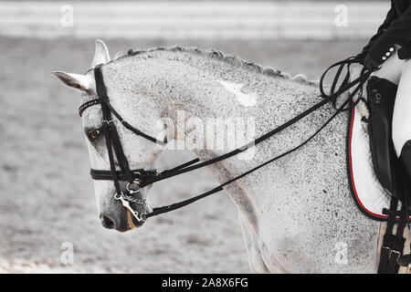 Schwarz-/Weiß-Bild von einem grauen beschmutzt elegantes Pferd im Reitsport Munition für Dressur mit einem Reiter im Sattel. Die Grenze der Schabracke Stockfoto